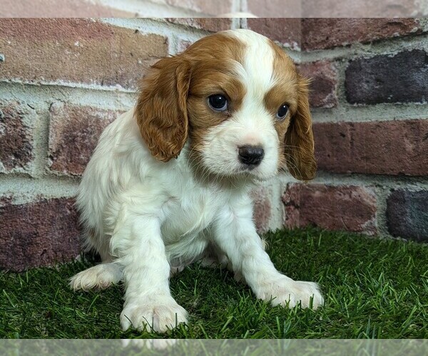 Medium Photo #5 Cavalier King Charles Spaniel Puppy For Sale in MOBERLY, MO, USA