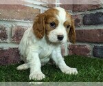 Small #4 Cavalier King Charles Spaniel