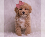 Small Photo #17 Poodle (Toy) Puppy For Sale in WARSAW, IN, USA