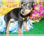 Small Photo #7 American Rat Pinscher Puppy For Sale in HAMMOND, IN, USA