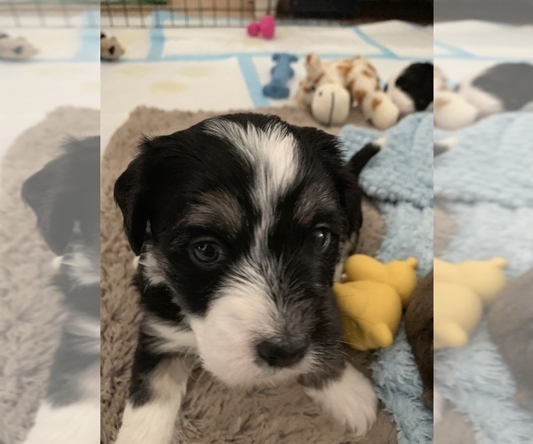 Medium Photo #4 Havanese Puppy For Sale in FREDERICK, MD, USA