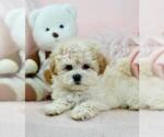 Small #8 Maltese