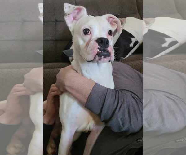 Medium Photo #20 Boxer-Unknown Mix Puppy For Sale in Minneapolis, MN, USA
