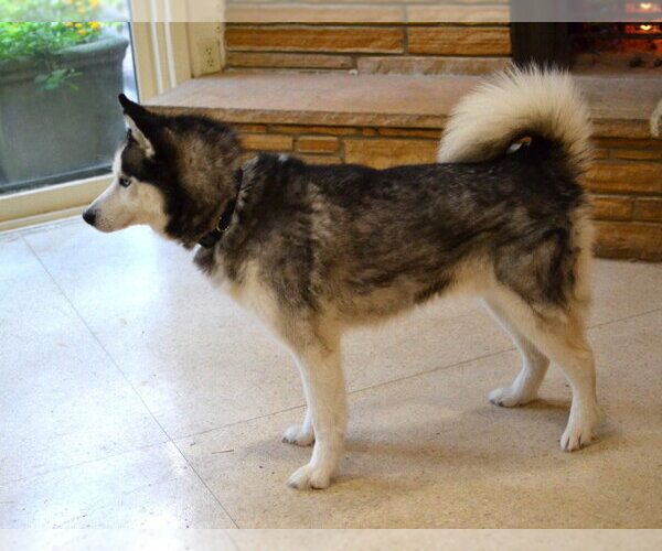 Medium Photo #3 Siberian Husky Puppy For Sale in Enfield, CT, USA