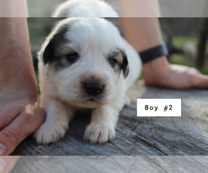 Great Pyrenees Puppy for sale in HICKORY, NC, USA