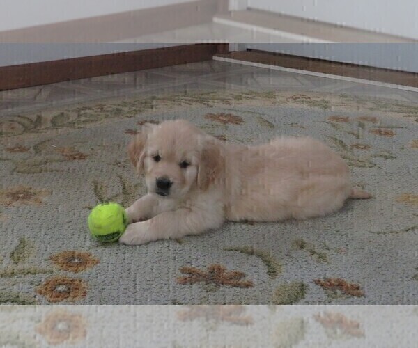 Medium Photo #12 Golden Retriever Puppy For Sale in MECHANICSVILLE, MD, USA