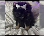 Small #1 Pomeranian