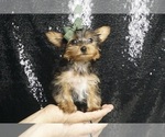 Small Photo #5 Yorkshire Terrier Puppy For Sale in WARSAW, IN, USA