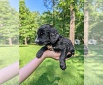 Small Photo #23 Golden Mountain Doodle  Puppy For Sale in BROKEN ARROW, OK, USA