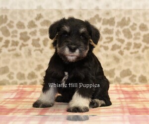 Schnauzer (Miniature) Puppy for sale in DENVER, PA, USA