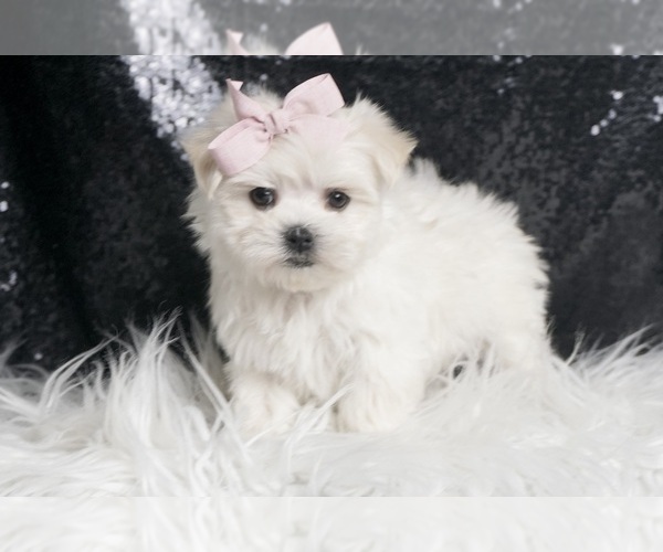 Medium Photo #6 Maltese Puppy For Sale in WARSAW, IN, USA