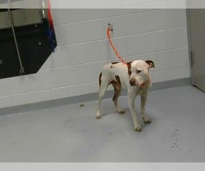American Pit Bull Terrier Dogs for adoption in St. Cloud, FL, USA