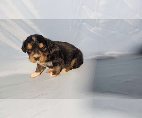 Medium Photo #43 Golden Mountain Dog Puppy For Sale in BLACK FOREST, CO, USA