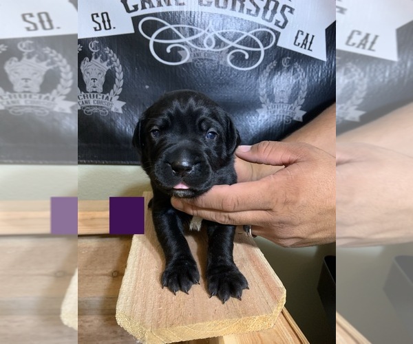 Medium Photo #2 Cane Corso Puppy For Sale in HEMET, CA, USA