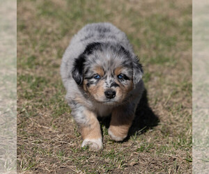 Australian Shepherd Puppy for sale in HEDRICK, IA, USA
