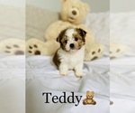 Small Photo #8 Morkie Puppy For Sale in COOKEVILLE, TN, USA