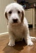 Small Goldendoodle Mix