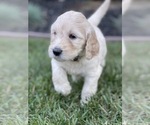 Small Photo #11 Goldendoodle Puppy For Sale in LAGUNA HILLS, CA, USA