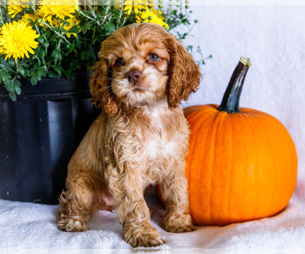 Medium Photo #1 Cocker Spaniel Puppy For Sale in WAKARUSA, IN, USA