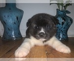 Small Photo #16 Akita Puppy For Sale in UNION CITY, GA, USA