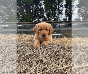 Golden Retriever Puppy for sale in LATTA, SC, USA