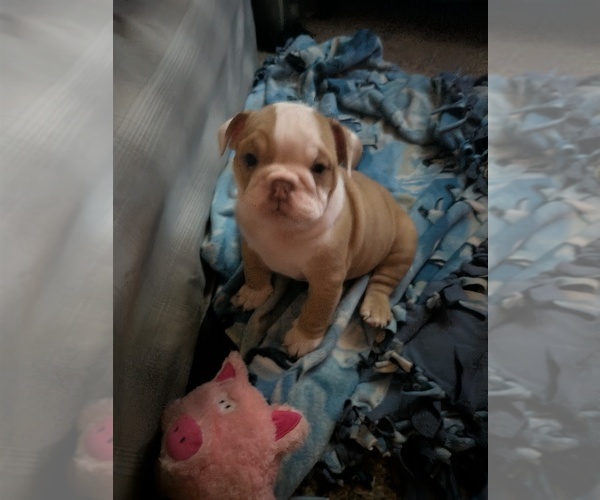 Medium Photo #21 English Bulldog Puppy For Sale in WHITELAND, IN, USA