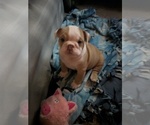 Small #20 English Bulldog