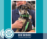 Small #3 Feist Terrier Mix