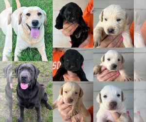 Labrador Retriever Puppy for Sale in ORANGEBURG, South Carolina USA