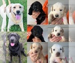 Small Labrador Retriever