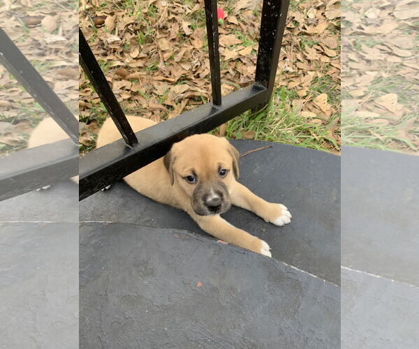 Medium Photo #1 Labrador Retriever-Unknown Mix Puppy For Sale in The Woodlands, TX, USA