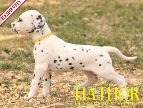 Medium Photo #52 Dalmatian Puppy For Sale in ENID, OK, USA