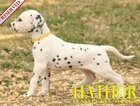 Small Photo #52 Dalmatian Puppy For Sale in ENID, OK, USA