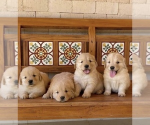 Golden Retriever Puppy for sale in ANAHEIM, CA, USA