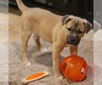 Small Photo #1 Mutt Puppy For Sale in Vail, AZ, USA