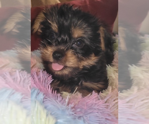 Medium Photo #256 Yorkshire Terrier Puppy For Sale in AKRON, OH, USA