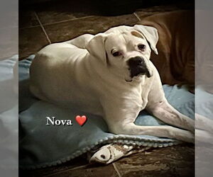 Nova II - Silver Heart - Male Boxer Dog for Adoption - Photo #4