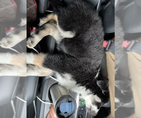 Full screen Photo #4 Siberian Husky Puppy For Sale in SUGAR LAND, TX, USA
