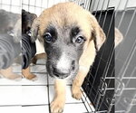 Small German Shepherd Dog Mix