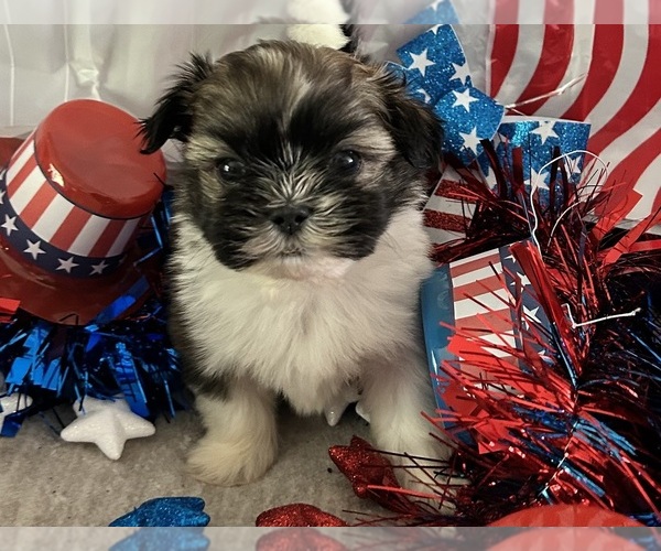 Medium Photo #4 Shih Tzu Puppy For Sale in DENTON, MD, USA
