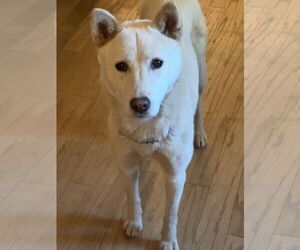 Shiba Inu-Unknown Mix Dogs for adoption in Lake Elsinore, CA, USA