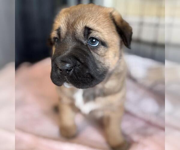 Medium Photo #4 Labrador Retriever-Unknown Mix Puppy For Sale in San Diego, CA, USA