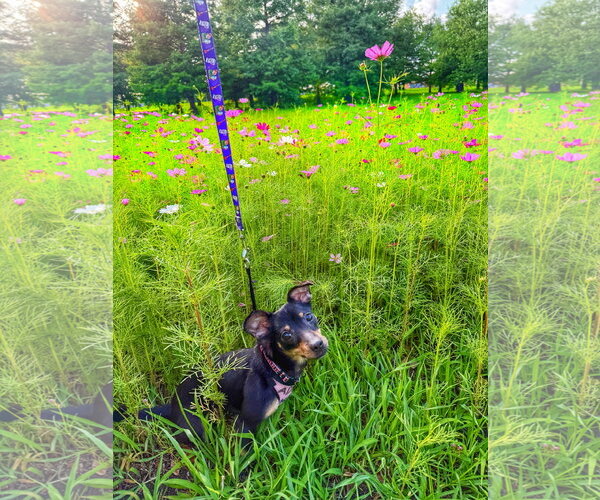 Medium Photo #6 Chiweenie Puppy For Sale in St. Louis Park, MN, USA