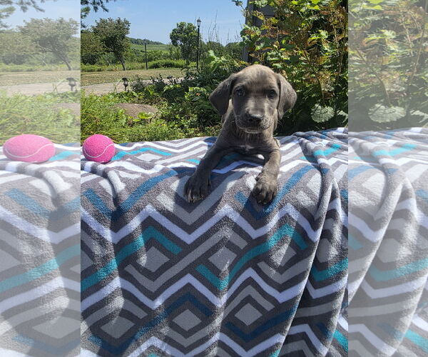 Medium Photo #2 Labrador Retriever-Unknown Mix Puppy For Sale in SHERBURNE, NY, USA