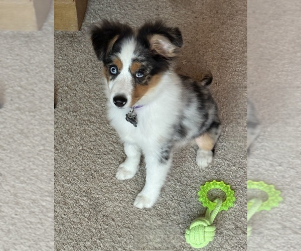 Medium Photo #10 Miniature Australian Shepherd Puppy For Sale in GROVER BEACH, CA, USA