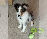 Small #9 Miniature Australian Shepherd