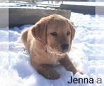 Small Photo #3 Labrador Retriever Puppy For Sale in NARVON, PA, USA
