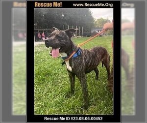 American Pit Bull Terrier-Unknown Mix Dogs for adoption in Benton, PA, USA