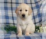 Small Photo #1 Golden Retriever Puppy For Sale in GAP, PA, USA