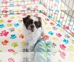 Small #8 ShihPoo